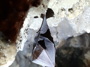 Mlaskání, bubnující kapky nebo prskavky. Jeskyně Na Špičáku představuje tajnou řeč netopýrů