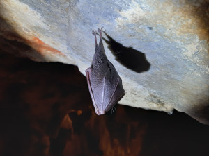 Mlaskání, bubnující kapky nebo prskavky. Jeskyně Na Špičáku představuje tajnou řeč netopýrů