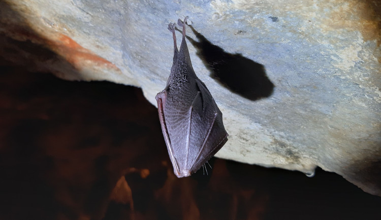 Mlaskání, bubnující kapky nebo prskavky. Jeskyně Na Špičáku představuje tajnou řeč netopýrů