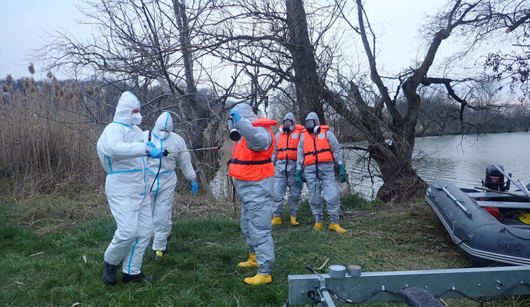 VIDEO: Nová mutace ptačí chřipky zabila v Chropyni stovky racků. Riziková oblast sahá i na Přerovsko