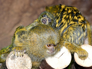 Malincí kosmani objevují olomouckou zoo. V pavilonu opic se narodila dvojčata
