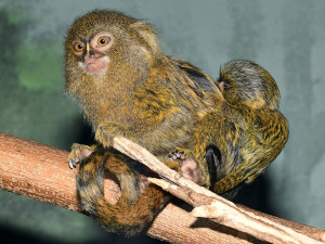 Malincí kosmani objevují olomouckou zoo. V pavilonu opic se narodila dvojčata
