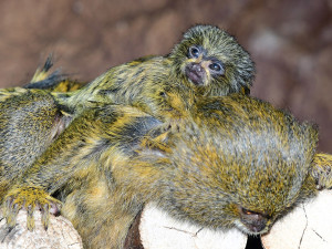 Malincí kosmani objevují olomouckou zoo. V pavilonu opic se narodila dvojčata