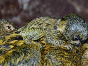 Malincí kosmani objevují olomouckou zoo. V pavilonu opic se narodila dvojčata