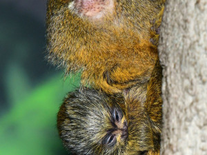 Malincí kosmani objevují olomouckou zoo. V pavilonu opic se narodila dvojčata