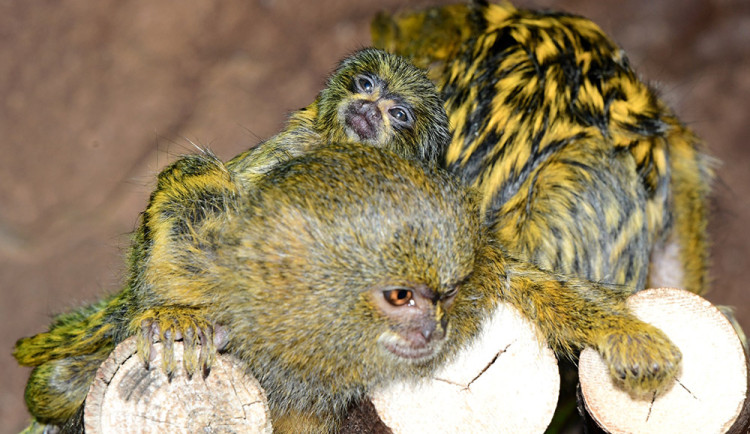 Malincí kosmani objevují olomouckou zoo. V pavilonu opic se narodila dvojčata