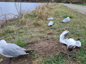 Patnáct uhynulých racků u jezera v Tovačově mělo ptačí chřipku. Letos jde o sedmý případ v Česku