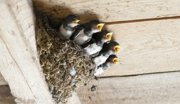 size3-16814652952559-152-shazovani-hnizd-vlastovek-a-jiricek-je-protizakonne-nechte-je-u-sebe-bydlet-zadaji-ornitologove