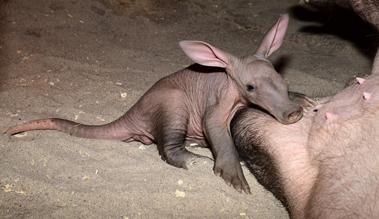 Malý zázrak v pavilonu Kalahari. Zoo Olomouc intenzivně pečuje o vzácné mládě hrabáče
