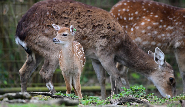 Stádo vzácných vietnamských jelenů sika se rozrůstá. Zoo Olomouc hlásí šest mláďat