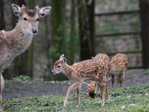 Stádo vzácných vietnamských jelenů sika se rozrůstá. Zoo Olomouc hlásí šest mláďat