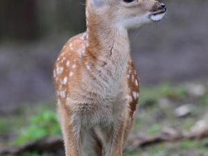 Stádo vzácných vietnamských jelenů sika se rozrůstá. Zoo Olomouc hlásí šest mláďat