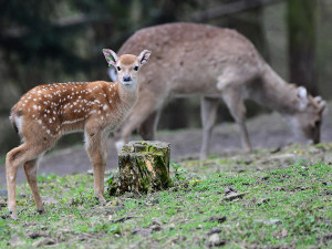 Stádo vzácných vietnamských jelenů sika se rozrůstá. Zoo Olomouc hlásí šest mláďat