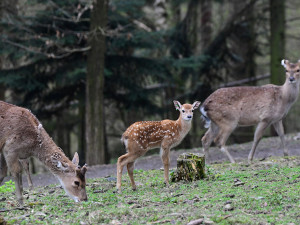 Stádo vzácných vietnamských jelenů sika se rozrůstá. Zoo Olomouc hlásí šest mláďat
