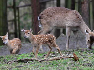 Stádo vzácných vietnamských jelenů sika se rozrůstá. Zoo Olomouc hlásí šest mláďat
