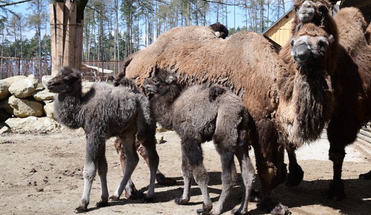 VIDEO: Zoo Olomouc hlásí trojnásobnou radost u velbloudů. Samec Lorenzo se činil