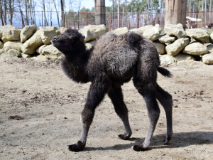Zoo Olomouc hlásí trojnásobnou radost u velbloudů. Samec Lorenzo se činil