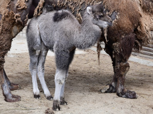 Zoo Olomouc hlásí trojnásobnou radost u velbloudů. Samec Lorenzo se činil