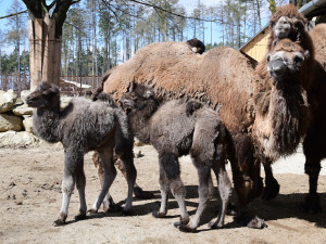 VIDEO: Zoo Olomouc hlásí trojnásobnou radost u velbloudů. Samec Lorenzo se činil