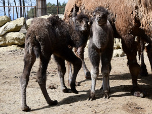 Zoo Olomouc hlásí trojnásobnou radost u velbloudů. Samec Lorenzo se činil
