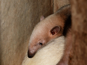 Z úkrytu jen na váhu: rodinka mravenečníků na Svatém Kopečku má nového člena