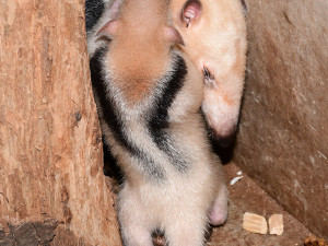 Z úkrytu jen na váhu: rodinka mravenečníků na Svatém Kopečku má nového člena