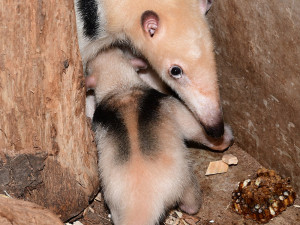 Z úkrytu jen na váhu: rodinka mravenečníků na Svatém Kopečku má nového člena
