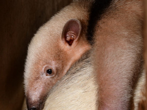 Z úkrytu jen na váhu: rodinka mravenečníků na Svatém Kopečku má nového člena