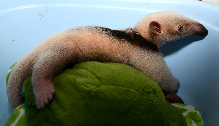 Prospívání mravenečníka kontrolují v zoo pravidelným vážením