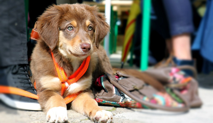 Pejskaři v Hradci zapomínají na náhubky i vodítka, strážníci jsou ve střehu