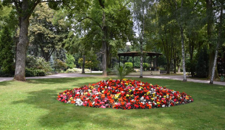 V hradeckých Jiráskových sadech budou nové stromy a keře, na studii půjde půl milionu