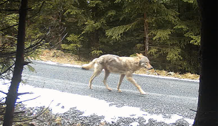 Vlčí pár brázdí Jeseníky. Ochránci přírody zveřejnili unikátní záběry z fotopastí