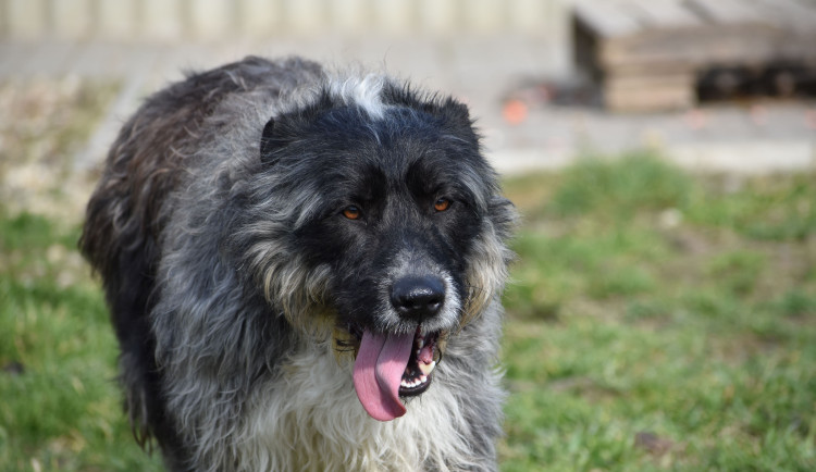 HLEDÁME PÁNÍČKA: V Olomouckém útulku čekají na nový domov dvě fenky a jeden aktivní pejsek