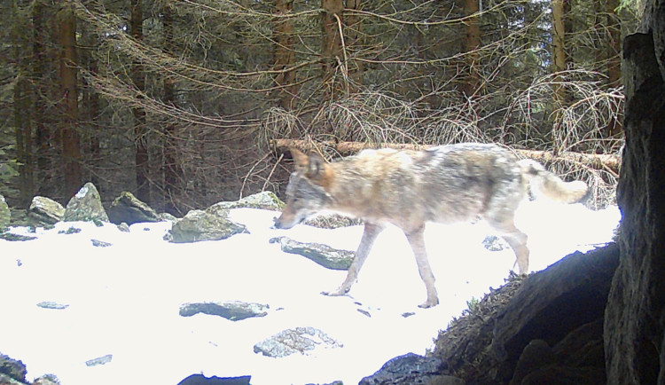 VIDEO: Vlk, rys a orel mezi motorovými pilami a harvestory nepřežijí, apelují ochránci na správu Jeseníků