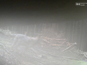 Ochránci vyzvali Jeseníky k větší ochraně vlků