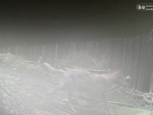 Ochránci vyzvali Jeseníky k větší ochraně vlků