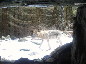 Ochránci vyzvali Jeseníky k větší ochraně vlků