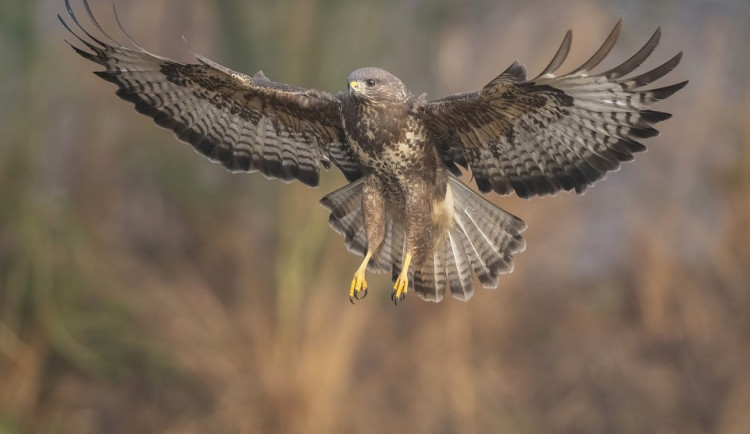 size3-buzzard-7040186_960_720