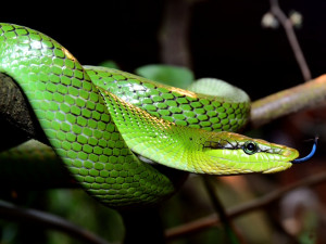 Žáby létavky i obří kobylka. Zoo Olomouc otevřela novou terarijní expozici
