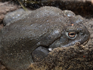 Žáby létavky i obří kobylka. Zoo Olomouc otevřela novou terarijní expozici