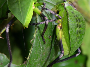 Žáby létavky i obří kobylka. Zoo Olomouc otevřela novou terarijní expozici
