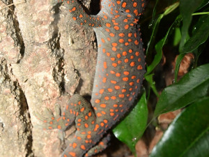 Žáby létavky i obří kobylka. Zoo Olomouc otevřela novou terarijní expozici