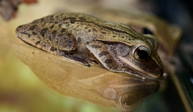 Žáby létavky i obří kobylka. Zoo Olomouc otevřela novou terarijní expozici
