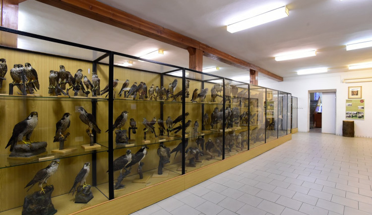 Ornitologická stanice v Přerově má nové zázemí. Unikátní expozice Ptáci Česka bude otevřena v září