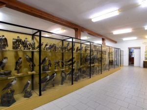 Ornitologická stanice v Přerově má nové zázemí. Unikátní expozice Ptáci Česka bude otevřena v září