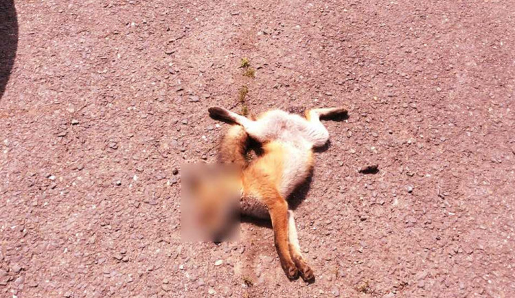 Kadáver lišky v areálu olomoucké firmy - ilustrační foto