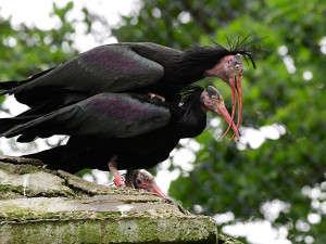 Posily chovu ze Švýcarska: Ve voliéře na Svatém Kopečku si staví hnízda vzácní ibisové
