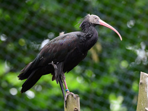 Posily chovu ze Švýcarska: Ve voliéře na Svatém Kopečku si staví hnízda vzácní ibisové