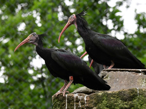 Posily chovu ze Švýcarska: Ve voliéře na Svatém Kopečku si staví hnízda vzácní ibisové