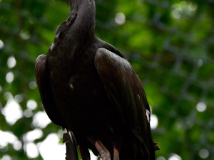 Posily chovu ze Švýcarska: Ve voliéře na Svatém Kopečku si staví hnízda vzácní ibisové